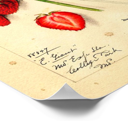 ポスター – Eaton Early Giant Strawberry (角)