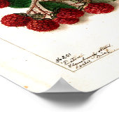 ポスター – Eaton Red Raspberry Ellen Schutt 1906 (角)