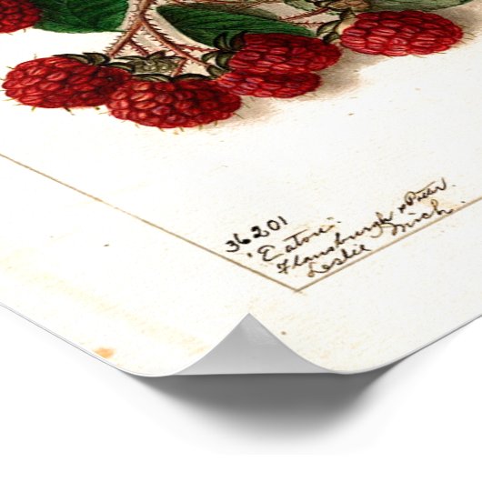 ポスター – Eaton Red Raspberry Ellen Schutt 1906 (角)