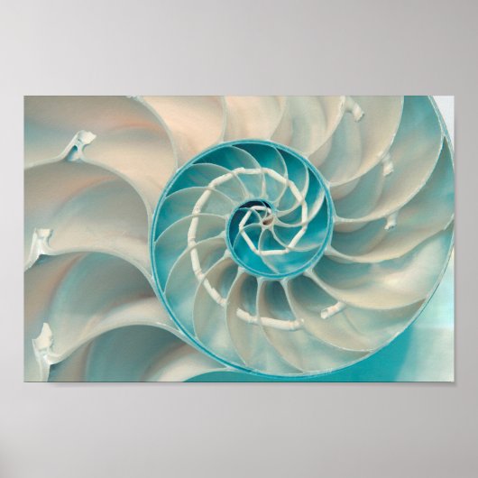 ポスター – Fibonacci Sequence in Fibonacci Sea Life (正面)