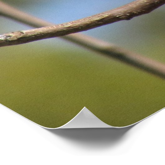 ポスター – Flycatcherプロフィール (角)