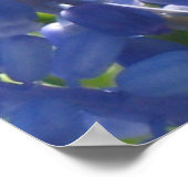 ポスター – Grape Hyacinth (角)