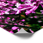 ポスター – Highland Parkのアンティークパープルライラック (角)