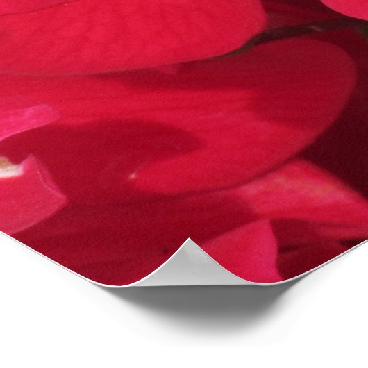 ポスター – Honey Bee onバラ (角)