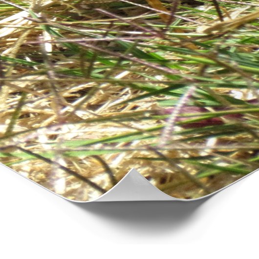 ポスター – Inquisitious Squirrel (角)