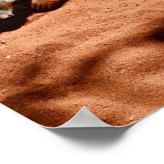 ポスター、Meerkat Bug Eliminator ポスター (角)