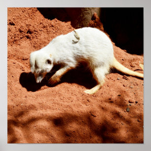 ポスター、Meerkat Bug Eliminator ポスター