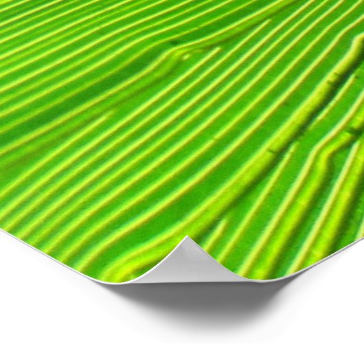 ポスター – Palm Fond in the Sun (角)