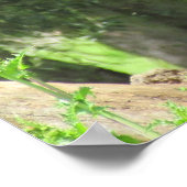 ポスター – Peacock (角)