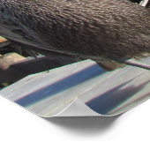 ポスター – Pelicans on Pier (角)