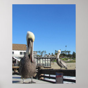 ポスター – Pelicans on Pier