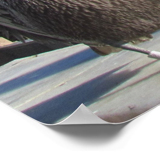 ポスター – Pelicans on Pier (角)