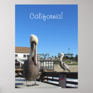 ポスター – Pelicans on Pier