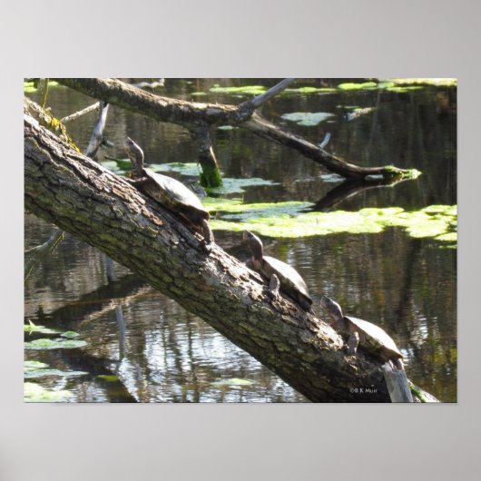 ポスター – Pond Turtles (正面)