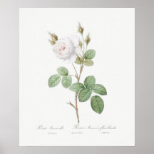 ポスター： REDOUE ：ホワイトモスバラ