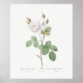 ポスター： REDOUE ：ホワイトモスバラ ポスター