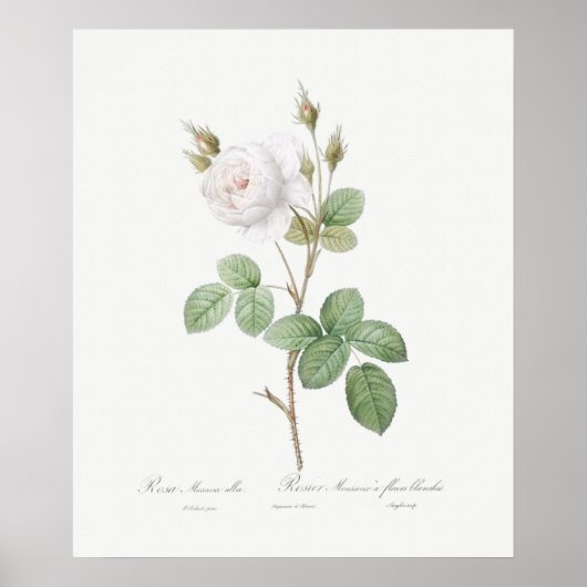ポスター： REDOUE ：ホワイトモスバラ ポスター (正面)