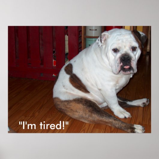 ポスター – "Sullivan"、英語ブルドッグ (正面)