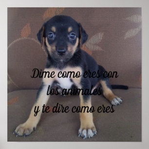 ポスターDime como eres con los animales ポスター