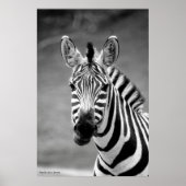 ポスターDSC_8249, Zebraスマイル ポスター (正面)