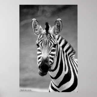 ポスターDSC_8249, Zebraスマイル ポスター