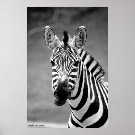 ポスターDSC_8249, Zebraスマイル ポスター (正面)