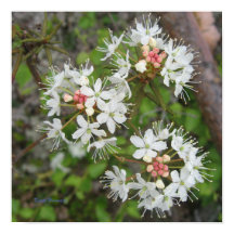 ポスターKirsti Harmaya