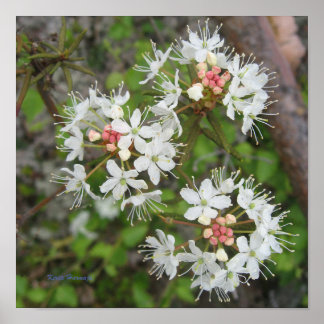 ポスターKirsti Harmaya ポスター