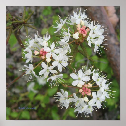 ポスターKirsti Harmaya ポスター (正面)