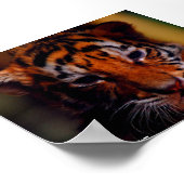 ポスターTiger Cub – 写真:John A. Sylveste... ポスター (角)