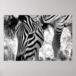 ポスターZebraクローズアップ ポスター