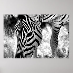 ポスターZebraクローズアップ ポスター