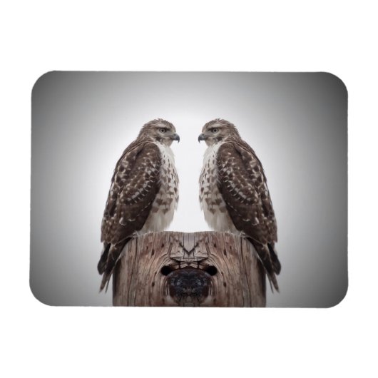 ポストのタカ マグネット (横)