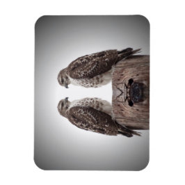 ポストのタカ マグネット