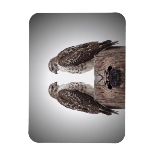 ポストのタカ マグネット (縦)