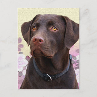 ポストカルテラブラドールロレンツォ ポストカード