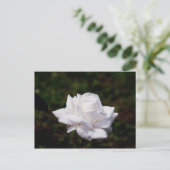 ポストカルテワイスバラ ポストカード (スタンド正面)