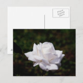 ポストカルテワイスバラ ポストカード (正面/裏面)