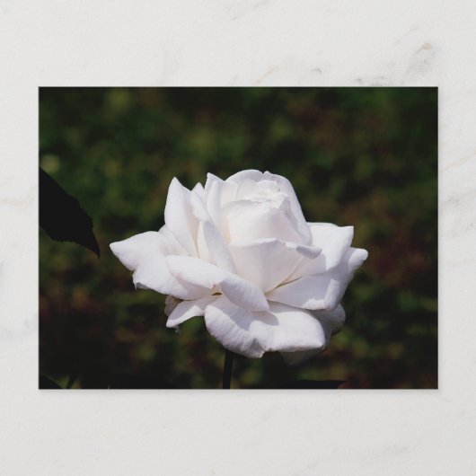 ポストカルテワイスバラ ポストカード (正面)