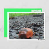 ポストカルテ – ナクチェネッケ ポストカード (正面/裏面)