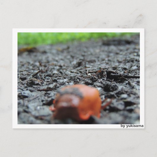 ポストカルテ – ナクチェネッケ ポストカード (正面)