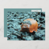 ポストカルト – Nacktschnecke II ポストカード (正面/裏面)