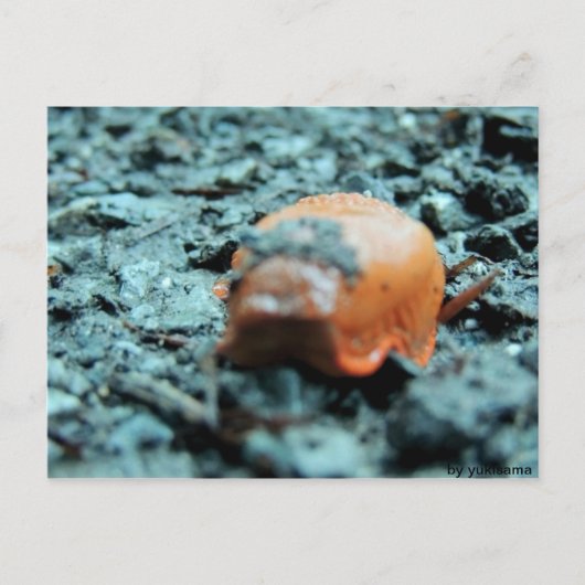 ポストカルト – Nacktschnecke II ポストカード (正面)