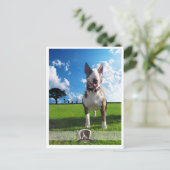 ポストカートブルテリア ポストカード (スタンド正面)