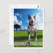 ポストカートブルテリア ポストカード (正面/裏面)