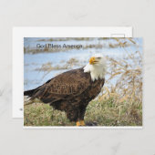 ポストカードに描かれたアメリカン・バルド・イーグル ポストカード (正面/裏面)