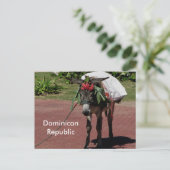 ポストカードに載ったドミニカ共和国のロバ ポストカード (スタンド正面)