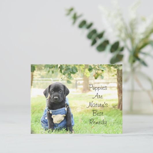 ポストカードの子犬は自然の最高の薬 ポストカード (スタンド正面)
