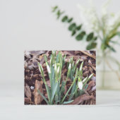 ポストカードの新規成長 ポストカード (スタンド正面)