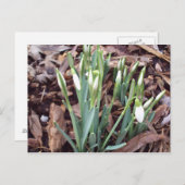 ポストカードの新規成長 ポストカード (正面/裏面)